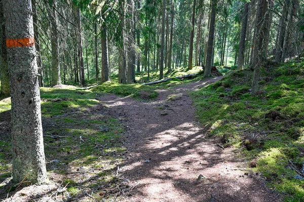 Aussichtsreicher Pfad durch einen beleuchteten alten Wald — Stockfoto