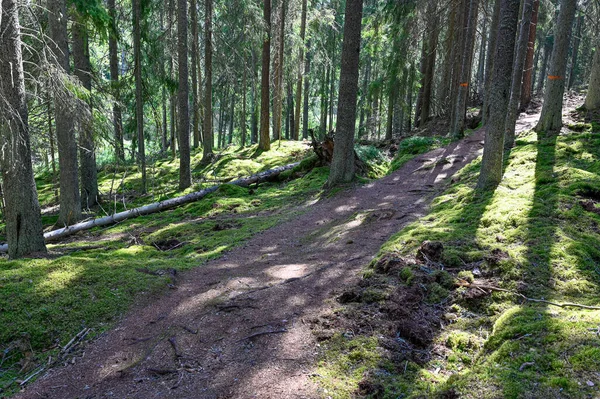 Schilderachtige pad door een verlicht oud bos — Stockfoto