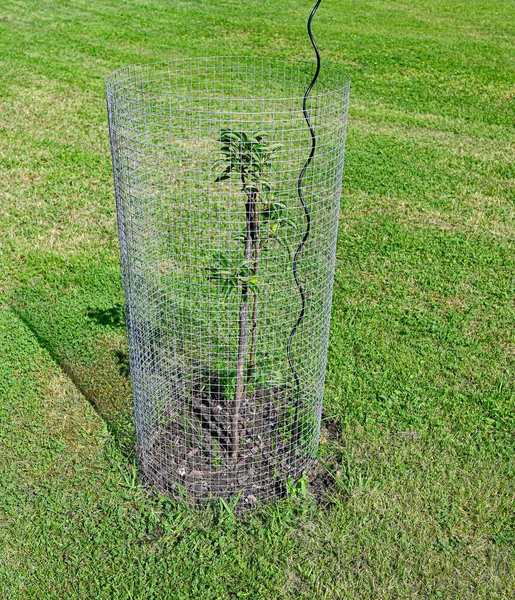 Pequeño árbol de garde con valla de metal a su alrededor — Foto de Stock
