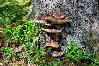 Ağaçta yaşayan bir mantar kümesi.