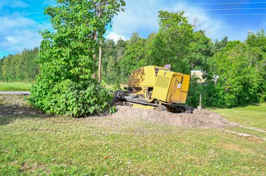 Leylak çalılıktaki büyük sarı kütük öğütücü.