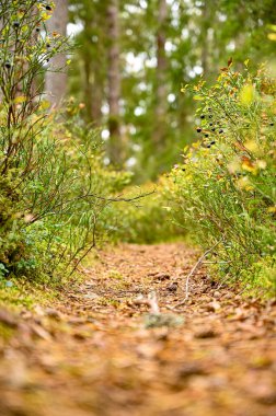 Düşük perspektifli orman boyunca dar yürüme yolu