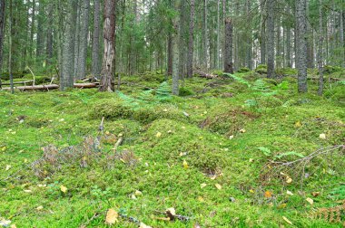 Yeşil yosun zeminli ormanın arka ışığı