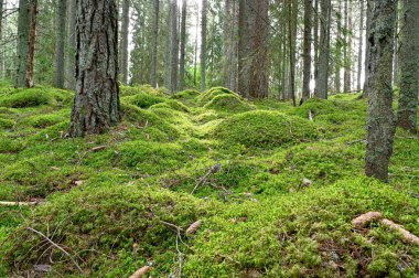 Yeşil yosun zeminli ormanın arka ışığı