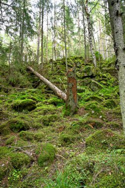 Yeşil yosun zeminli ormanın arka ışığı