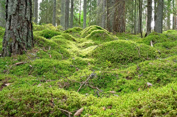 Backlight through forest with green moss floor — Stock Photo, Image