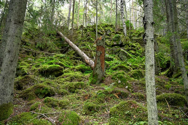 Backlight through forest with green moss floor — Stock Photo, Image