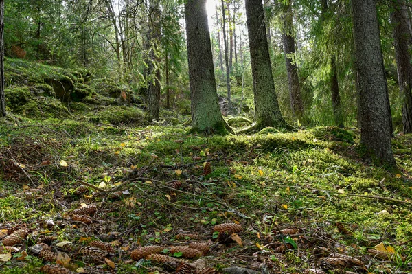 Achtergrondlicht door bos met groene mos vloer — Stockfoto