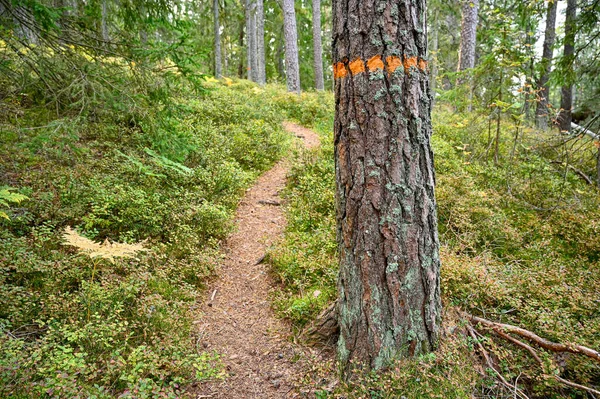 Orangefarbene Markierung um Baumstamm in der Nähe eines Weges — Stockfoto