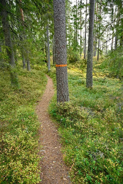 Orangefarbene Markierung um Baumstamm in der Nähe eines Weges — Stockfoto