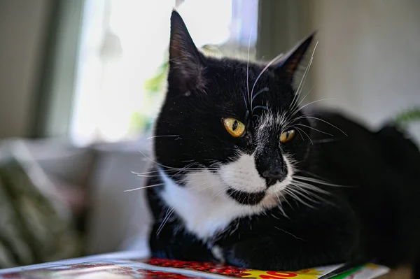 Carino piccolo gatto bianco e nero al coperto — Foto Stock