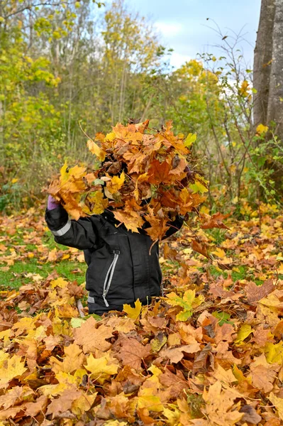 Criança brincando em folhas de outono amarelas e laranja — Fotografia de Stock