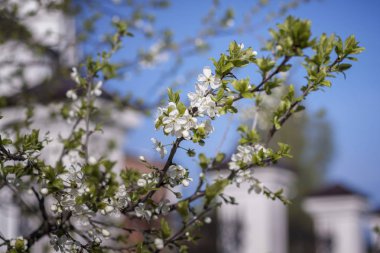 Kiraz ağacının beyaz çiçekleri