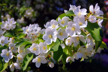      Apple-ağacı çiçek.             