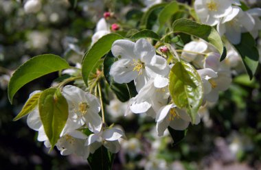       Apple-ağacı çiçek.             