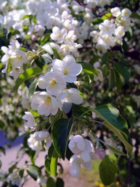       Apple-ağacı çiçek.             