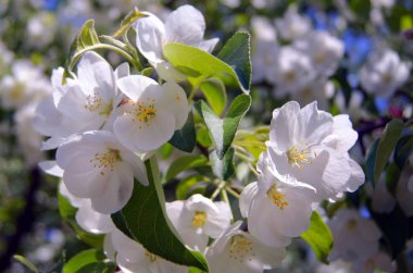       Apple-ağacı çiçek.             