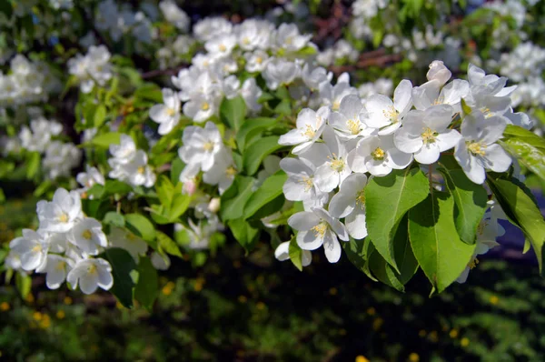 Árvore Maçã Flores — Fotografia de Stock