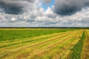 Buğday kulaklar açık mavi gökyüzü altında alan. Alanın kenarlarını uzak ufuk için bırakın.          