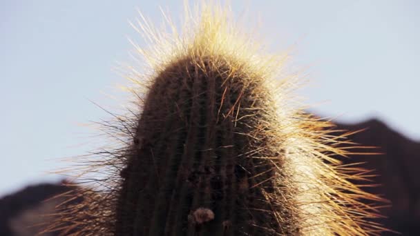 Kaktusbaum Der Wüste Vergrößern — Stockvideo