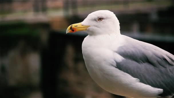 Gaviota Roma Cerca — Vídeos de Stock