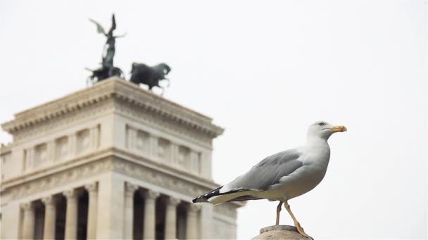 Seagull Rome Close — Stockvideo