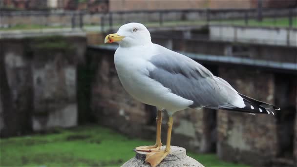 Gaviota Roma Cerca — Vídeos de Stock