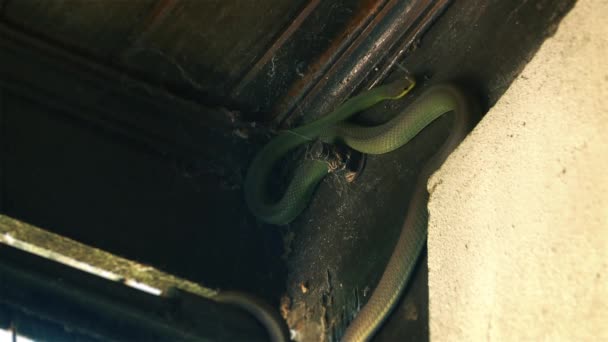 Snake Green Snake Culebra Het Dak Van Een Huis — Stockvideo