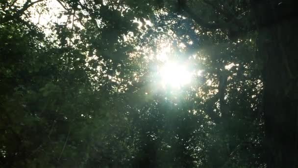 Sonne Scheint Durch Die Grünen Blätter Wald — Stockvideo