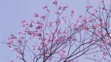 Lapacho çiçek ağaç tam Bloom. Paraguay Milli ağaç Lapacho olduğunu.