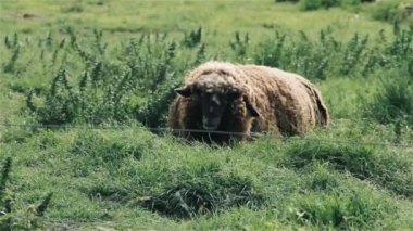 Alanında tüylü koyun.