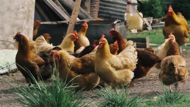 Chickens Farm — Stock Video