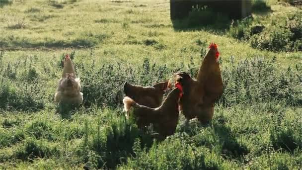 農場の鶏たちは — ストック動画