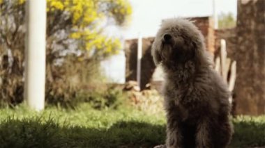Tüylü köpek çim üzerinde tırmalamak.