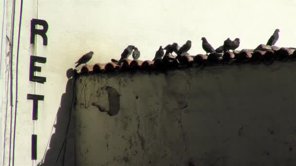 Группы Голубей Крыше Старого Дома Пасе Боливия — стоковое видео