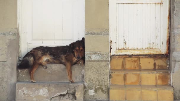 Cão Sentado Frente Uma Casa Rural — Vídeo de Stock