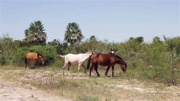 Horses Grazing Field — Stock Video