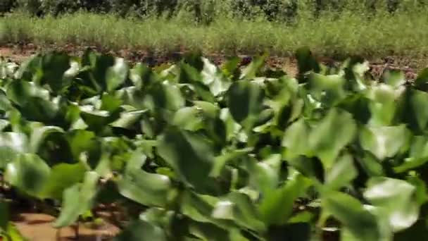 Rośliny Wodne Bagnach — Wideo stockowe