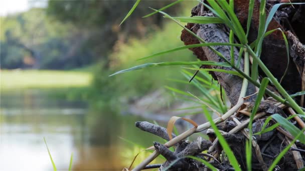 Eau Des Marais Avec Des Plantes Aquatiques Gros Plan — Video