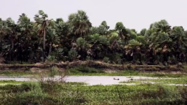 Ormandaki Rüzgarlı Gün. 