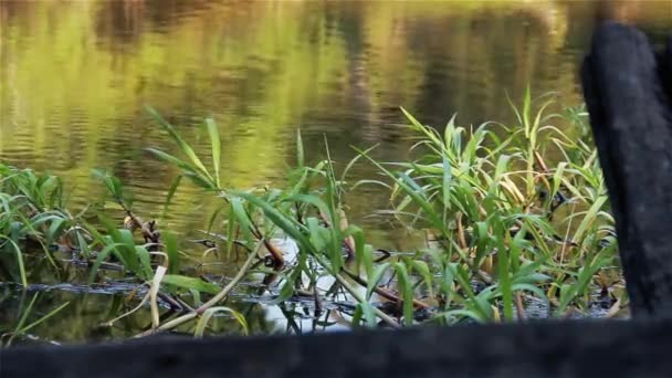 Eau Des Marais Avec Des Plantes Aquatiques Gros Plan — Video