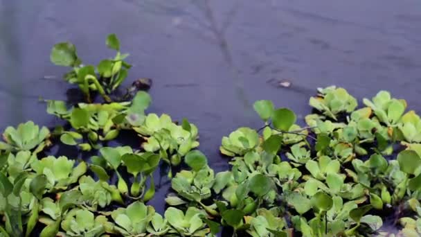 Sumpfwasser Mit Wasserpflanzen Nahaufnahme — Stockvideo