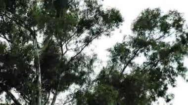 Ağaç Rüzgarda Hışırtı Bırakır. Pan Atış.