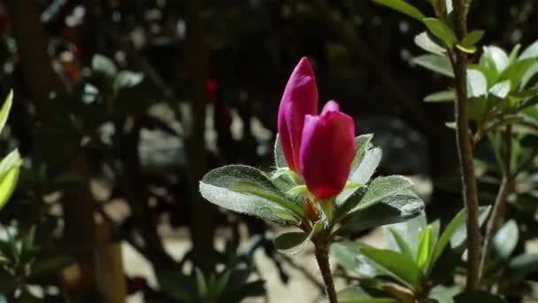 Flor Roja Jardín Cerca Full — Vídeo de stock