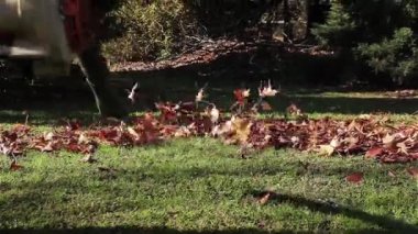 Bahçıvan yaprakları bir yaprak üfleyici kullanarak Temizleme.