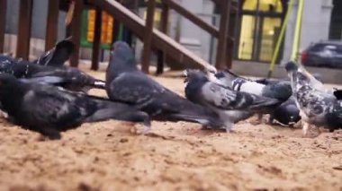 Parkta Birçok Gri Güvercinler. 