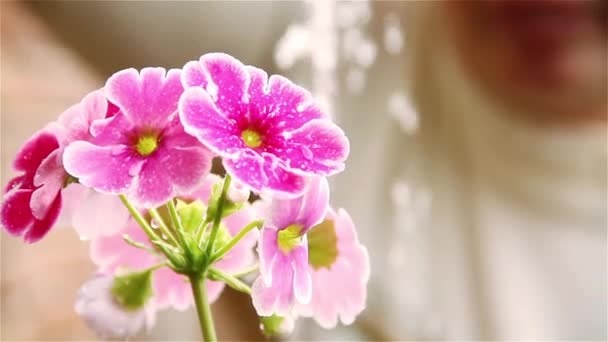 Frau Ihrem Garten Gießt Rosafarbene Blumen — Stockvideo