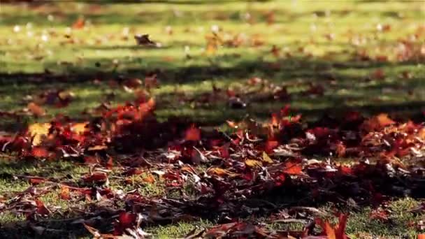 Gardener Clearing Leaves Using Leaf Blower — Stock Video