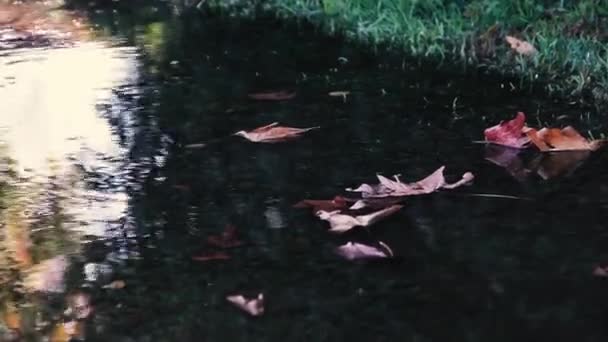 Herbstblätter Auf Dem See — Stockvideo