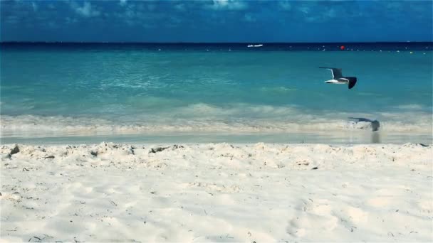 Uccelli Marini Che Volano Sulla Costa Una Spiaggia Tropicale — Video Stock